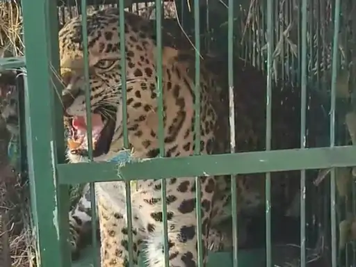 महत गांव में वन विभाग ने गुलदार को पकड़ा:गुलदार के आतंक से लंबे समय से परेशान थे ग्रामीण, ट्रैप कैमरा और पिंजरा लगाया था