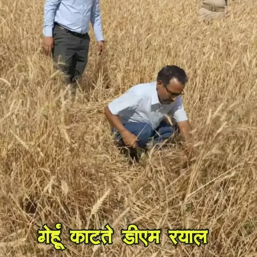 DM रयाल खेत में पहुंचे—गेहूं की फसल की खुद की कटिंग, किसानों को दी बड़ी सलाह